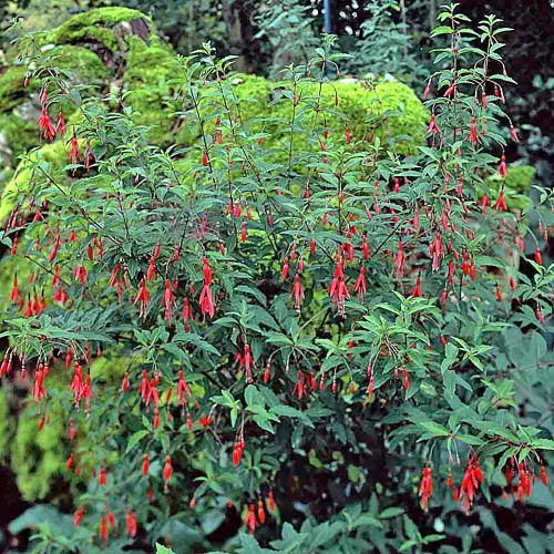 Freiland-Fuchsie, rot