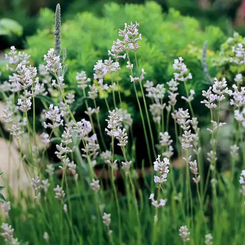 Lavendel, niedrig, rosa