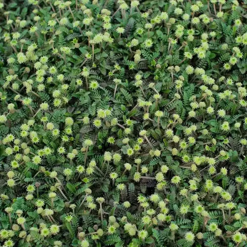 Fiederpolster, grün