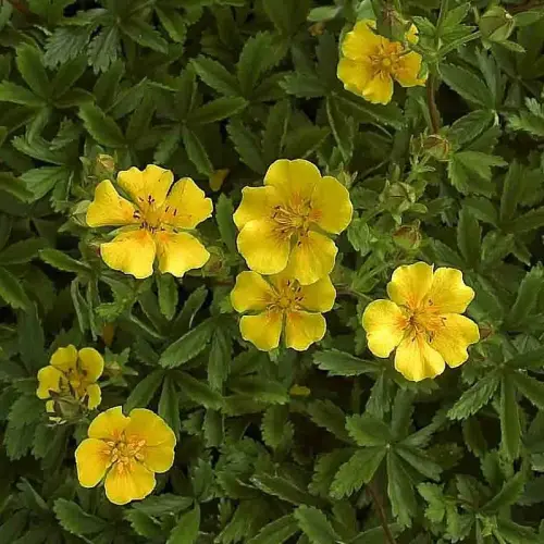 Fingerkraut, goldgelb