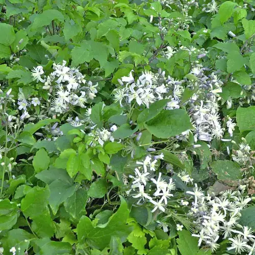 Bodendecker-Waldrebe