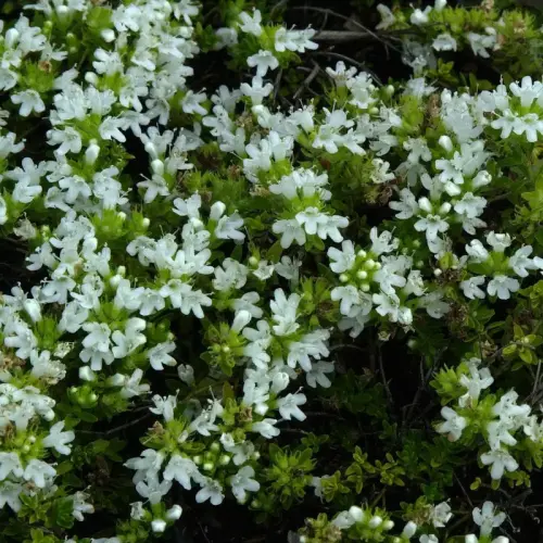 Thymian, Quendel, weiß