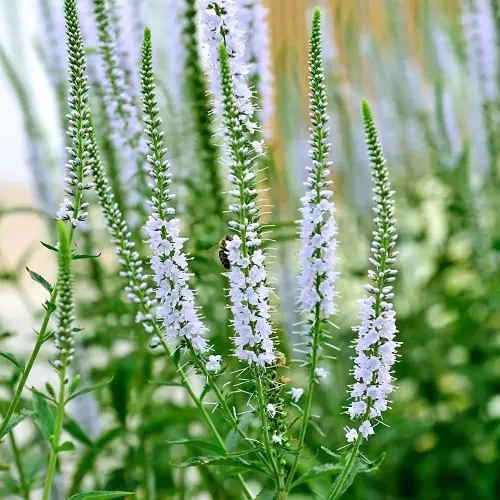 Ehrenpreis, hoch, weiß
