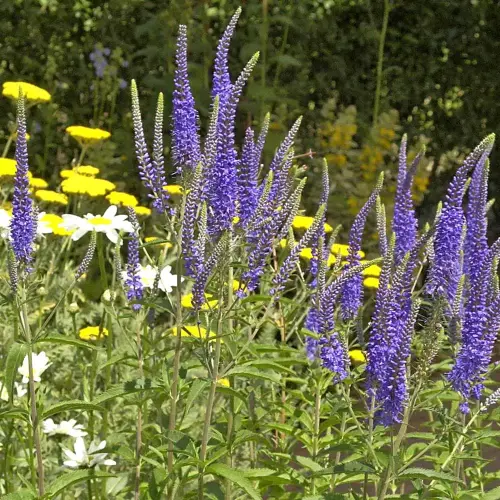 Ehrenpreis, hoch, blau
