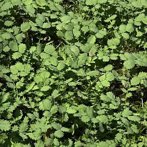 Stachelnüsschen, blaugrün