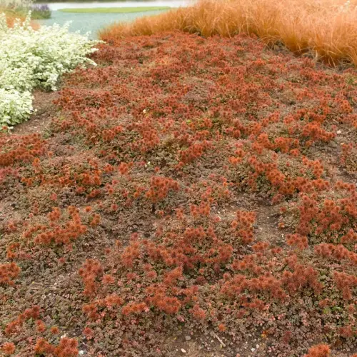 Stachelnüsschen, rot