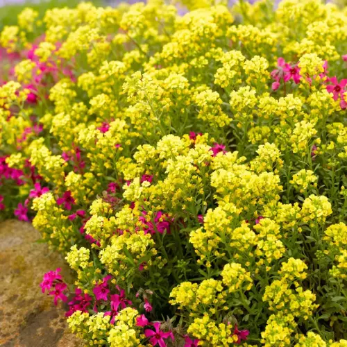 Steinkraut, hellgelb