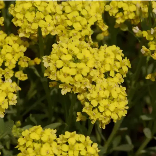 Steinkraut, goldgelb