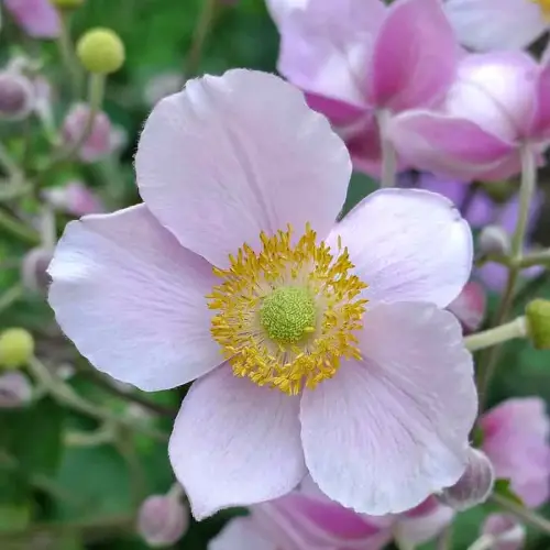 Herbst-Anemone, rosa