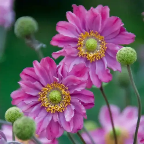 Herbst-Anemone, karminrosa