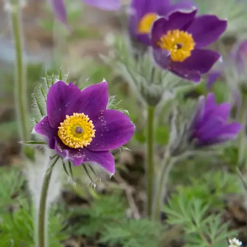 Küchenschelle, violett