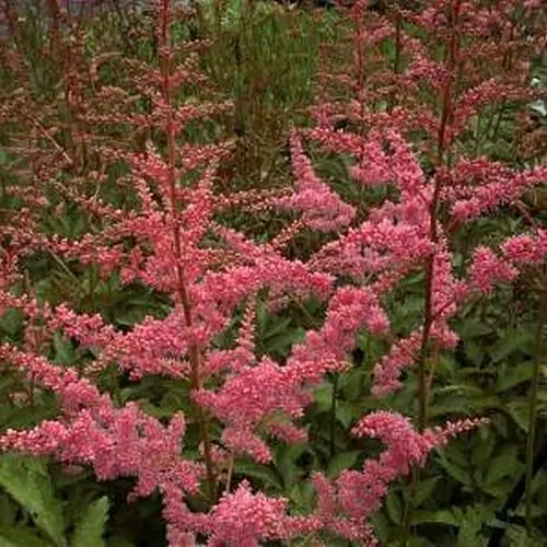 Prachtspiere, karminrosa