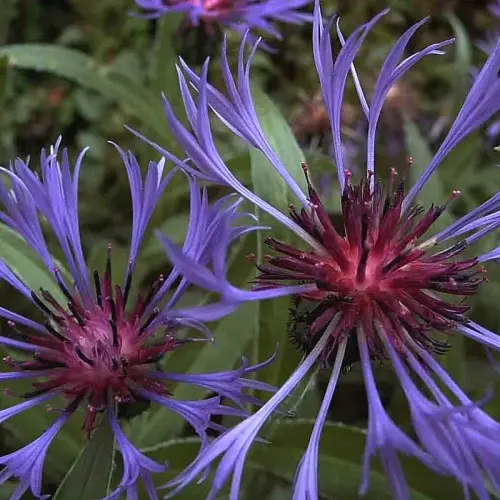 Berg-Flockenblume, blau