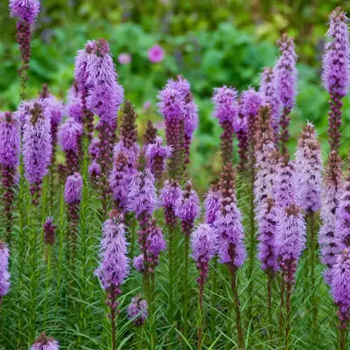 Prachtscharte, violett