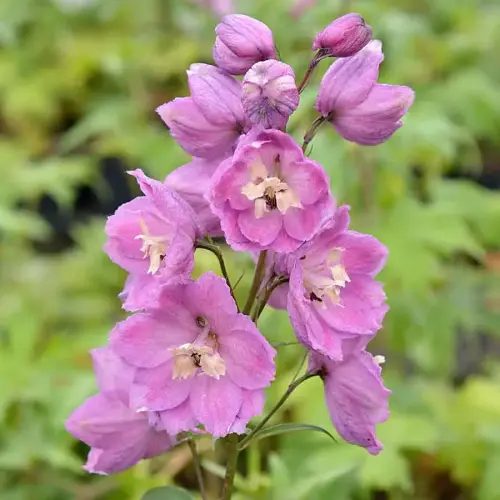 Rittersporn, hellrosa