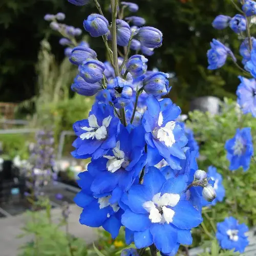 Rittersporn, mittelblau