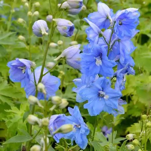 Rittersporn, hellblau