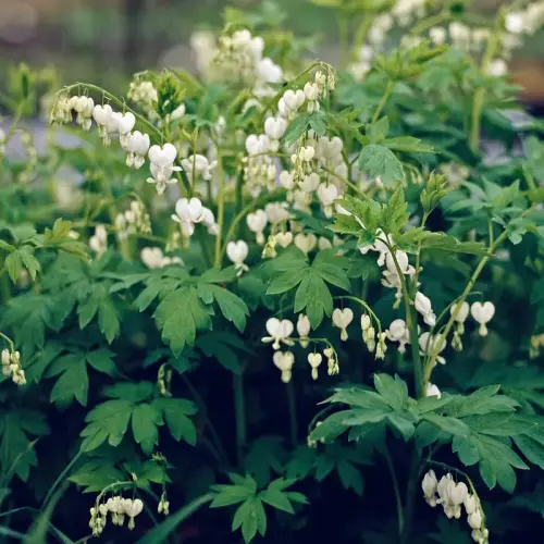 Tränendes Herz, weiß