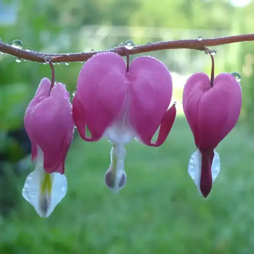Tränendes Herz, rosa