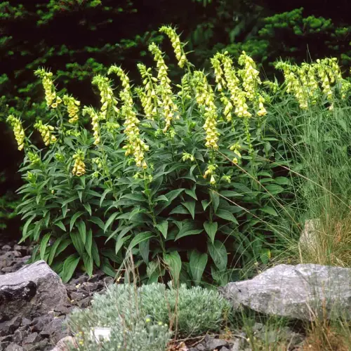 Großblütiger Fingerhut, gelb