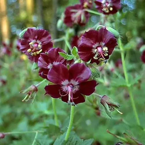 Brauner Storchschnabel