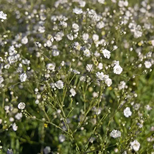 Schleierkraut, gefüllt
