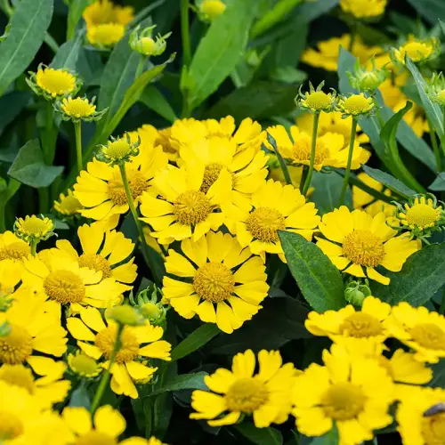 Sonnenbraut, hellgelb