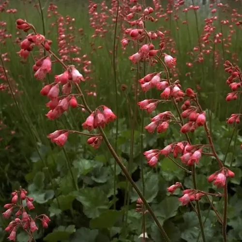 Purpurglöckchen, rot