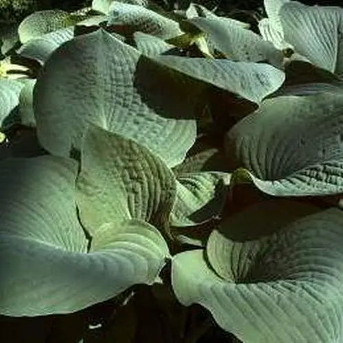 Große Blaublatt-Funkie