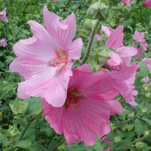 Buschmalve, zartrosa