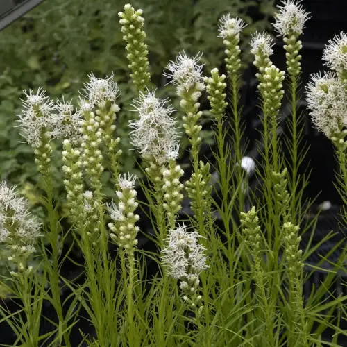 Prachtscharte, weiß