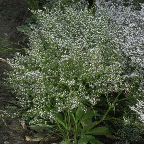 Strandflieder, weiß