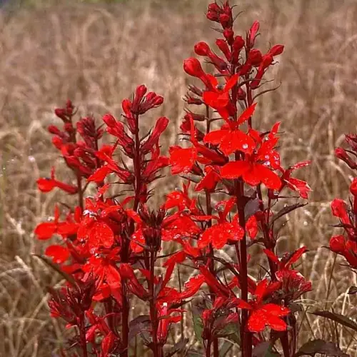 Lobelie, scharlachrot