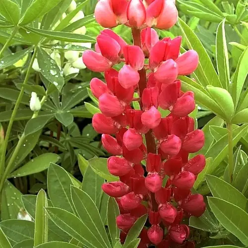 Lupine, rot