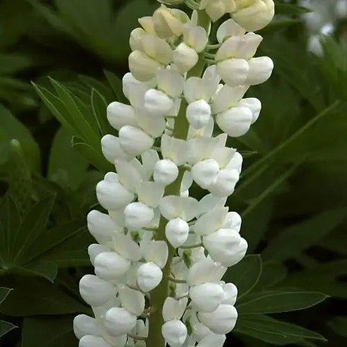 Lupine, weiß