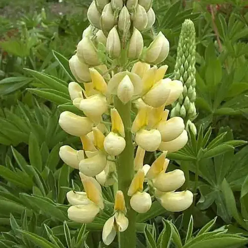 Lupine, gelb
