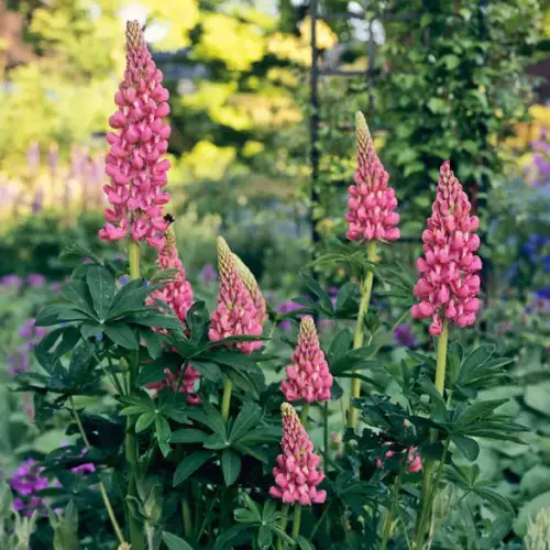 Lupine, rosa