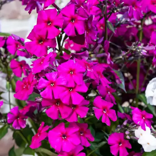 Flammenblume, dunkelrot