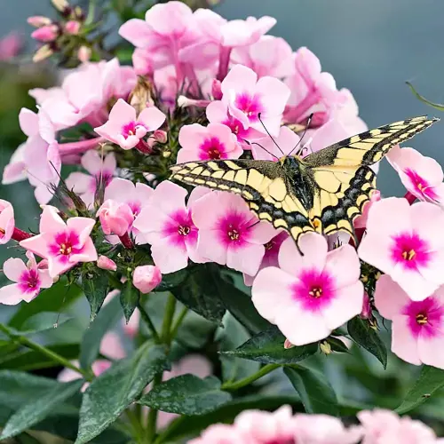 Flammenblume, hellrosa