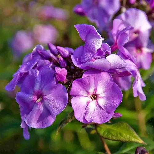 Flammenblume, blauviolett