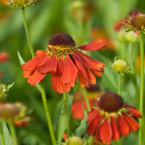 Sonnenbraut, kupferrot