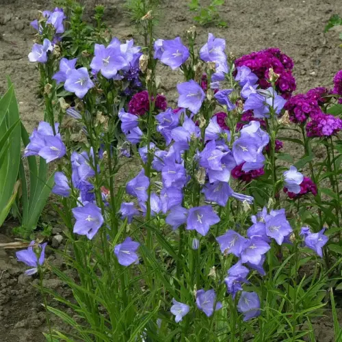 Pfirsich-Glockenblume, blau