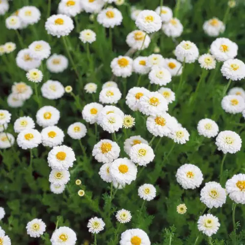 Scheinkamille, gefüllt