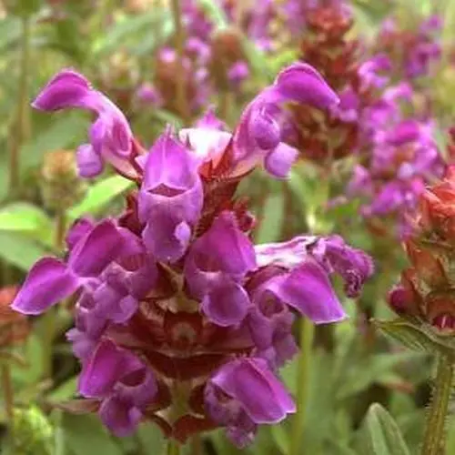 Braunelle, violettblau