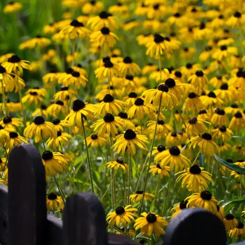 Sonnenhut, gelb-schwarz