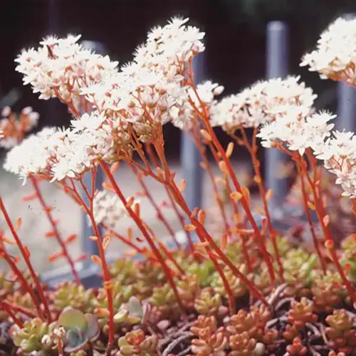 Weißer Mauerpfeffer