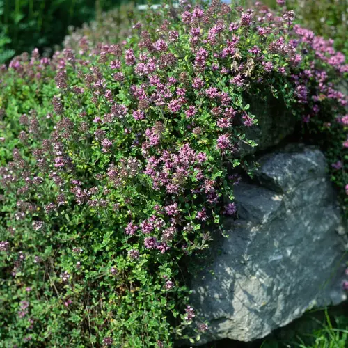 Thymian, Quendel, karminrosa