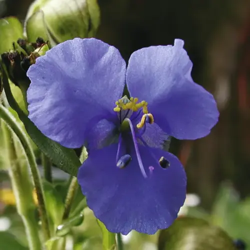 Dreimasterblume, blau