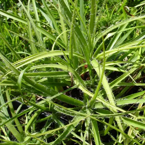 Hainsimse weiß, Schnee-Marbel