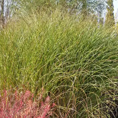 Feinblatt-Chinaschilf